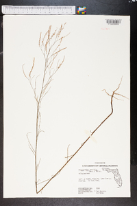 Polygonella gracilis image