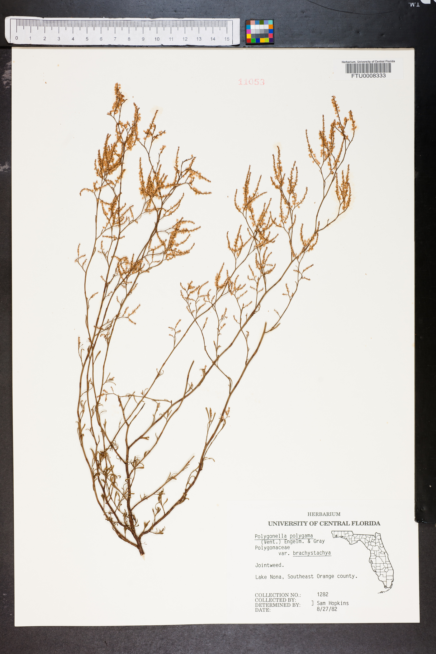 Polygonella polygama var. brachystachya image