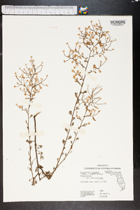 Polygonella polygama var. brachystachya image