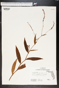 Polygonum setaceum image