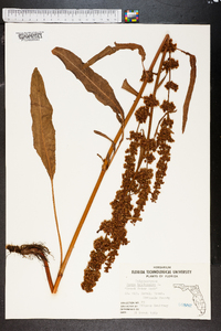 Rumex hydrolapathum image