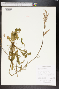 Rumex hastatulus image