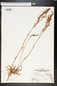 Rumex hastatulus image