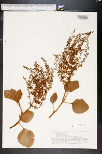 Rumex lunaria image