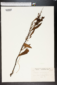 Rumex verticillatus image