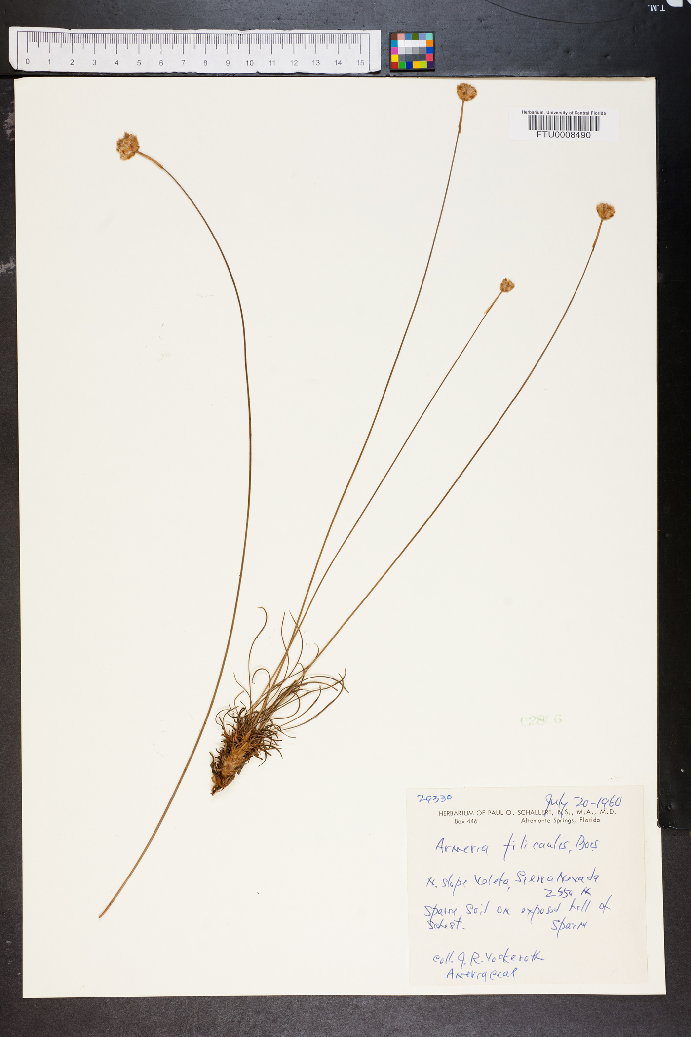 Armeria filicaulis image