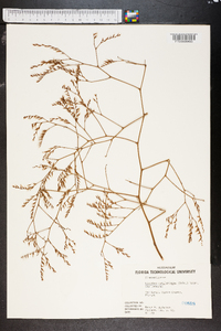 Limonium carolinianum image