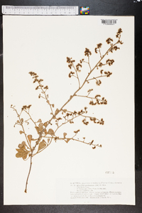 Image of Limonium pectinatum
