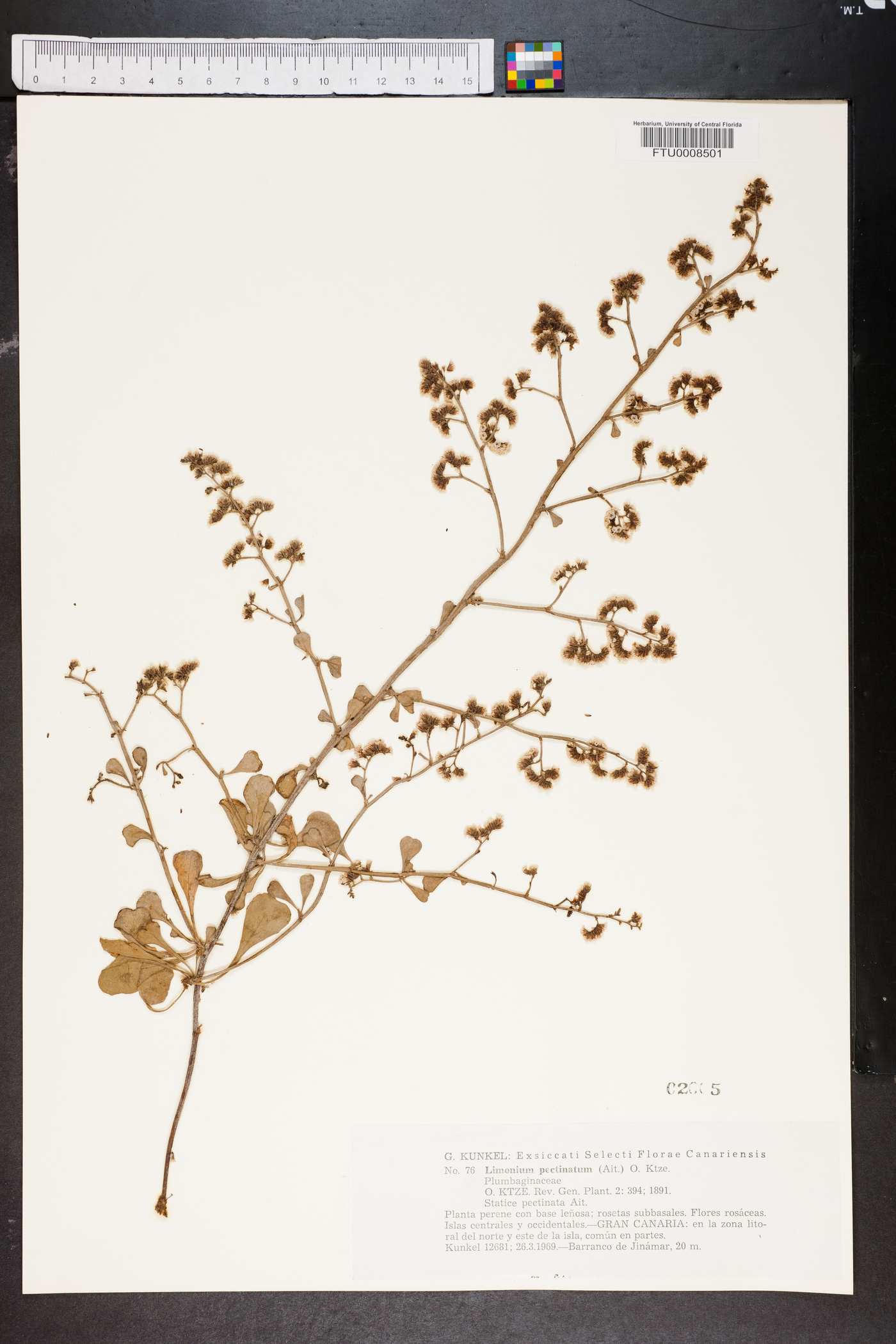 Limonium pectinatum image