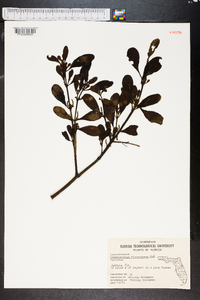 Phoradendron leucarpum subsp. leucarpum image