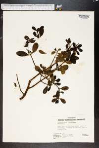 Phoradendron leucarpum subsp. leucarpum image