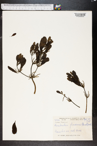 Phoradendron leucarpum subsp. leucarpum image