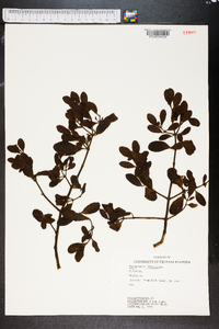 Phoradendron leucarpum subsp. leucarpum image