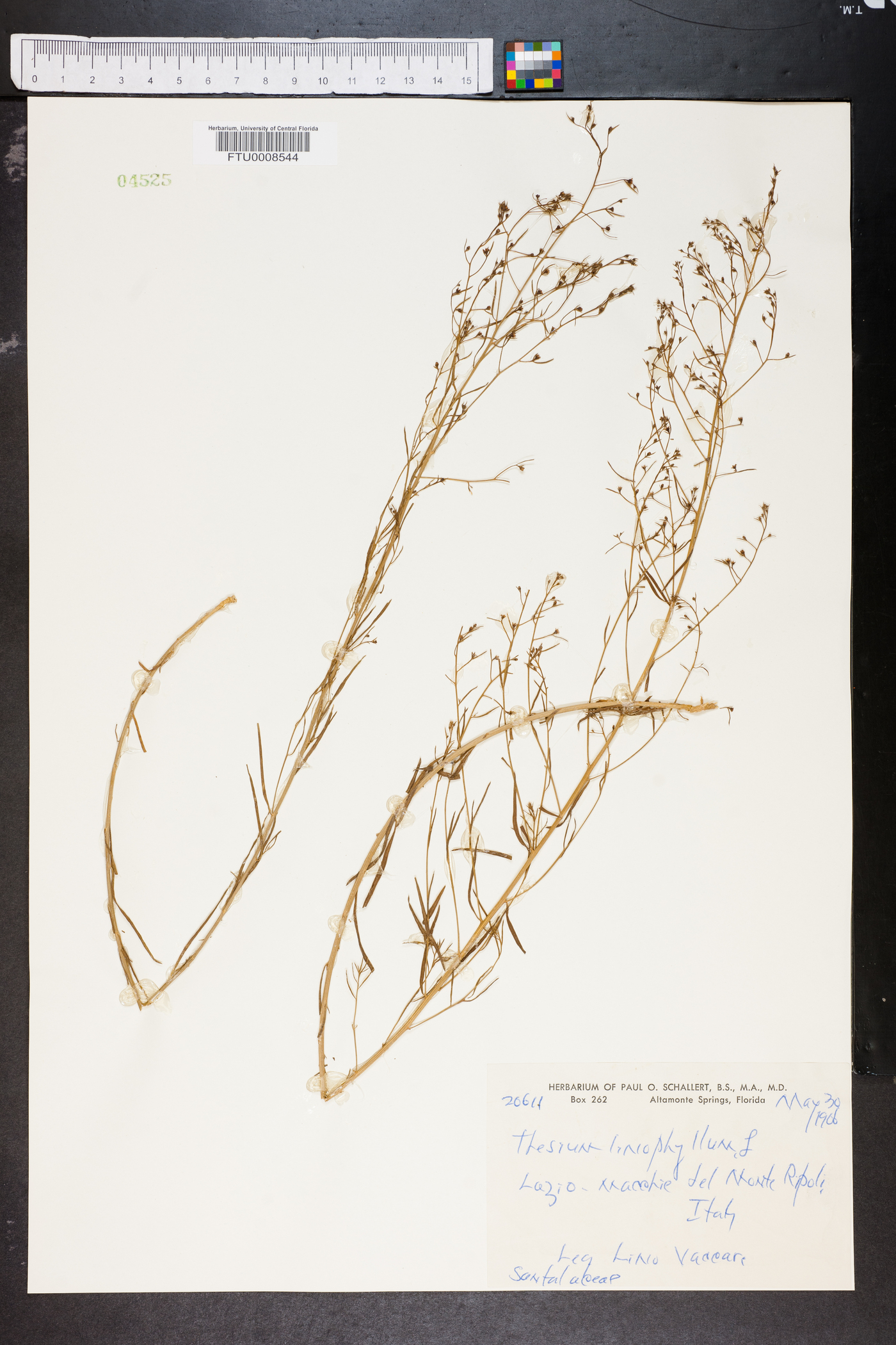 Thesium linophyllon image