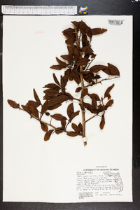 Ximenia americana image