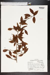 Ximenia americana image