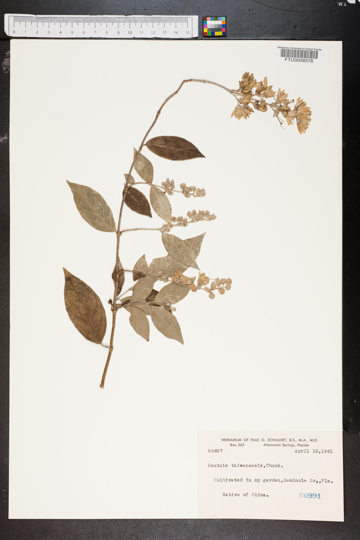 Deutzia taiwanensis image