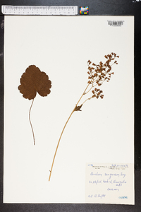 Heuchera sanguinea image