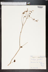 Saxifraga granulata image