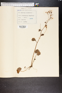Saxifraga rotundifolia image