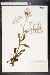 Therofon aconitifolium image