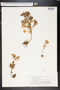 Aichryson parlatorei image