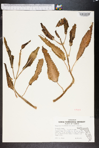 Bryophyllum daigremontianum image