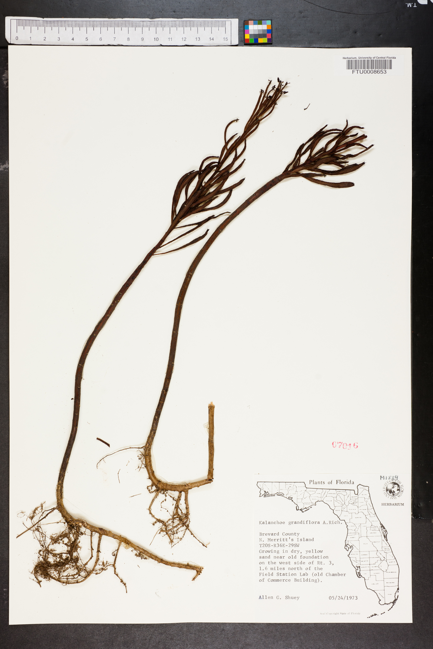 Kalanchoe grandiflora image