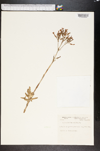 Kalanchoe laciniata image