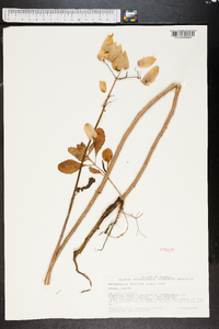 Kalanchoe pinnata image