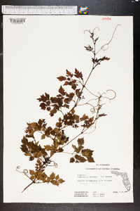 Ampelopsis arborea image