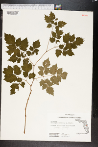 Ampelopsis arborea image