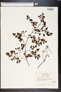 Ampelopsis arborea image