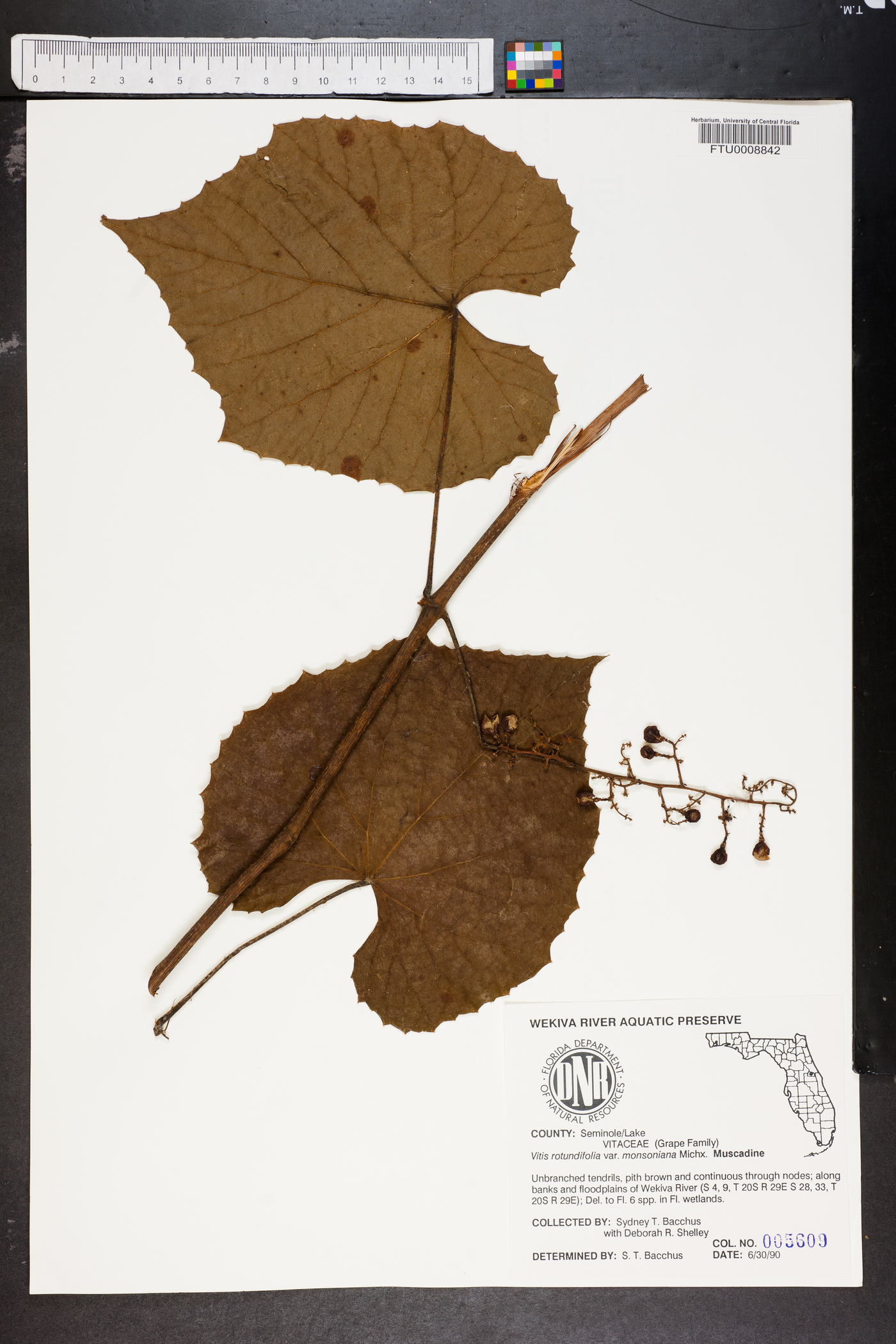 Vitis munsoniana image