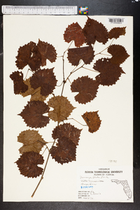 Vitis munsoniana image