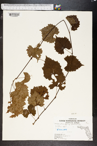 Vitis munsoniana image