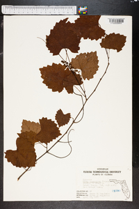 Vitis munsoniana image