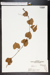 Vitis munsoniana image