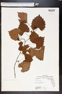 Vitis munsoniana image