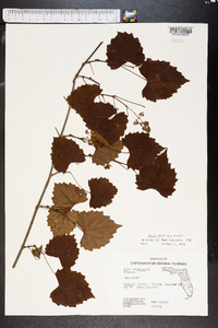 Vitis munsoniana image