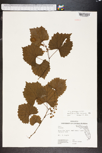 Vitis munsoniana image