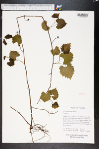 Vitis rotundifolia image