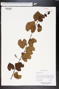 Vitis rotundifolia image