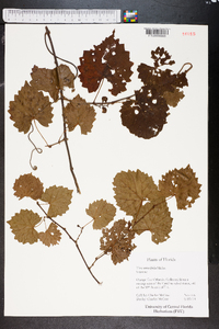 Vitis rotundifolia image