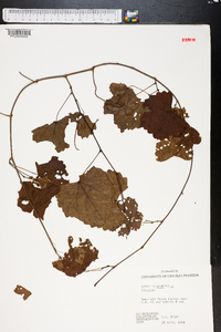 Vitis rotundifolia image