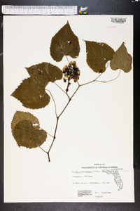 Vitis rotundifolia image