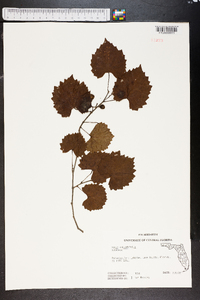 Vitis rotundifolia image