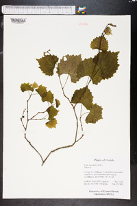 Vitis rotundifolia image