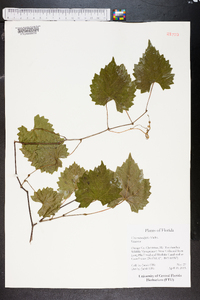 Vitis rotundifolia image