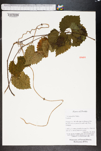 Vitis rotundifolia image